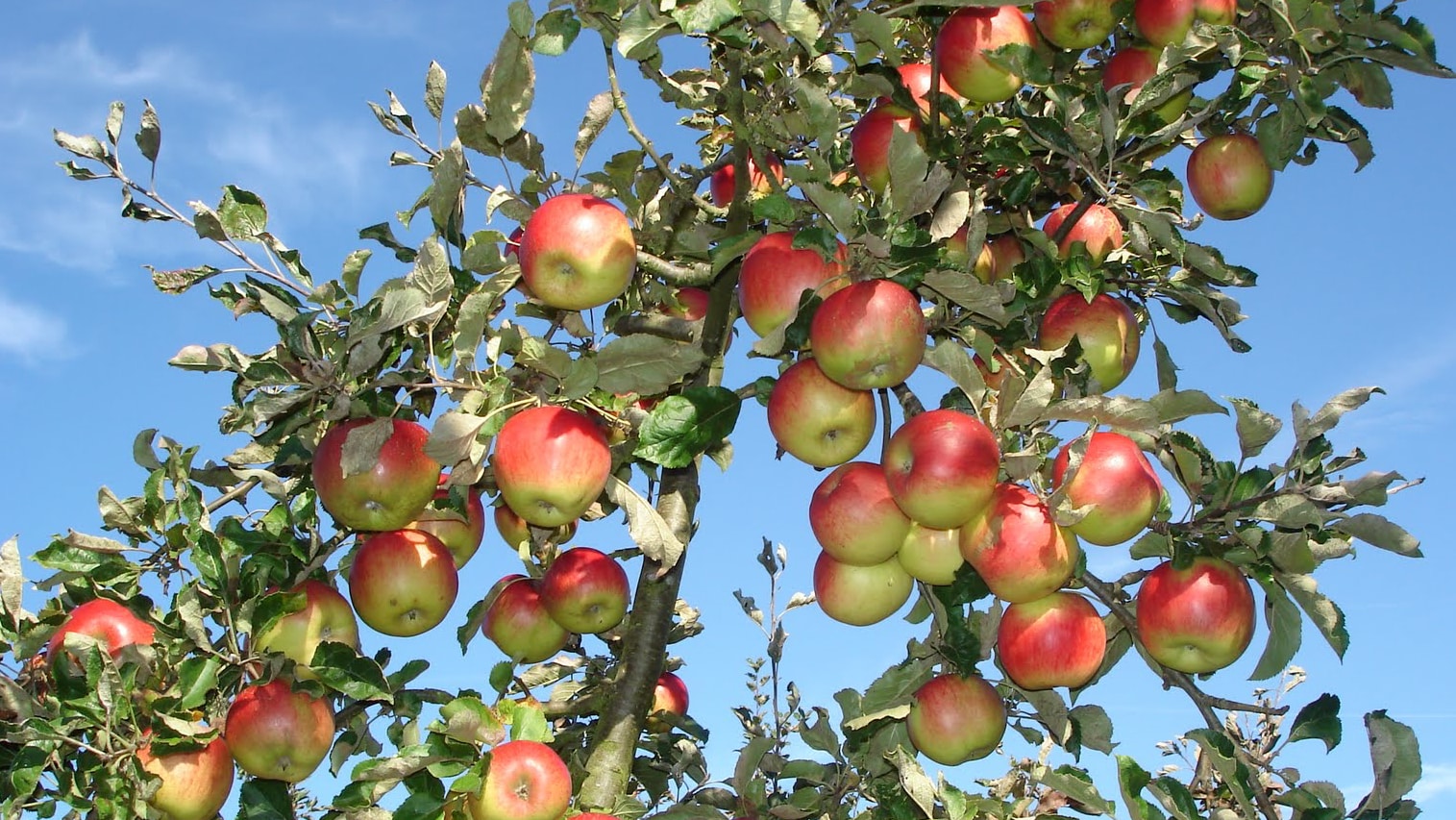 Яблоня яблочный спас (5 лет)